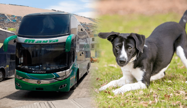 ¿Se puede llevar mascotas en buses interprovinciales de Perú?